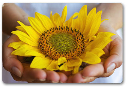 sunflower.jpg?02030902