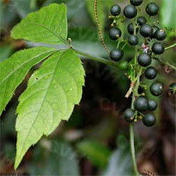 photo_herbs.jpg