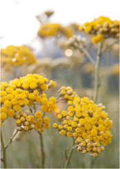 CorsicanHelichrysum.jpg