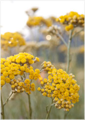CorsicanHelichrysum.jpg