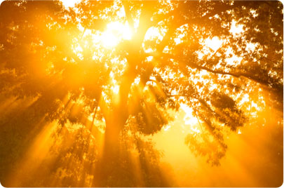 photo-lightBranches.jpg