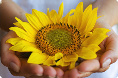photo-sunflower.jpg