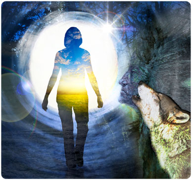 photo_wolf.jpg