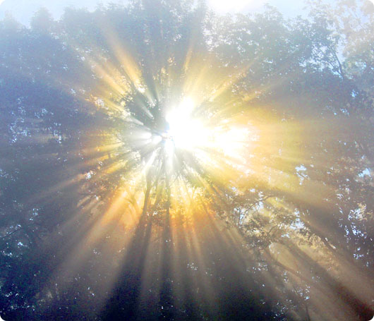 photo_TreeLight.jpg